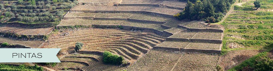Pintas